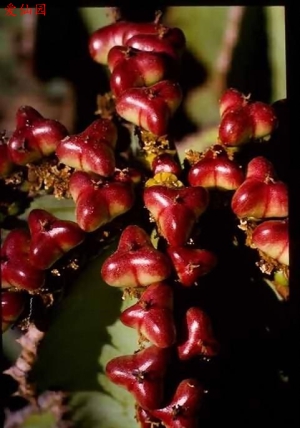 麒麟冠(Euphorbia grandicornis)