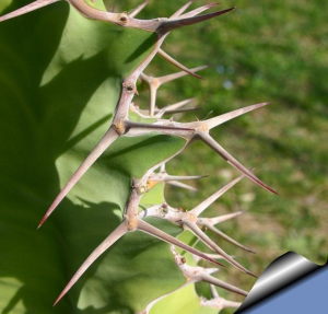 麒麟冠(Euphorbia grandicornis)