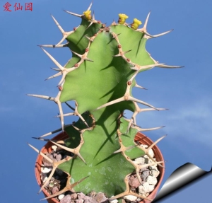 麒麟冠(Euphorbia grandicornis)