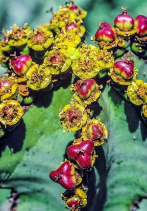 麒麟冠(Euphorbia grandicornis)