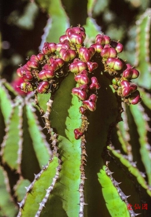 麒麟冠(Euphorbia grandicornis)
