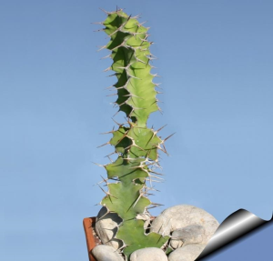 麒麟冠(Euphorbia grandicornis)