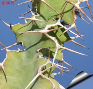 麒麟冠(Euphorbia grandicornis)