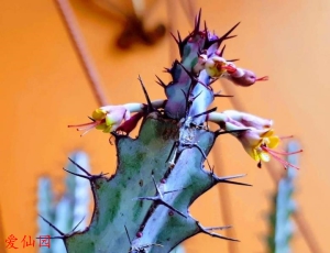 绿威麒麟(Euphorbia greenwayi)