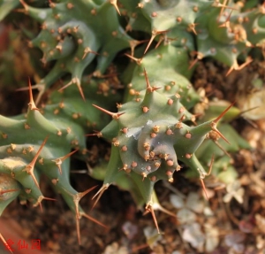 旋风麒麟(Euphorbia groenewaldii)