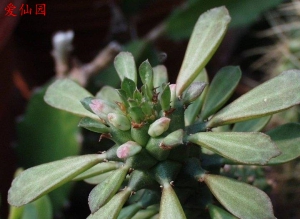 绿纹龙(Euphorbia guentheri)