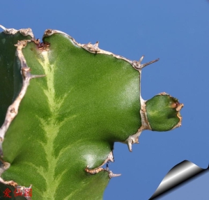 海龙大戟(Euphorbia halipedicola)