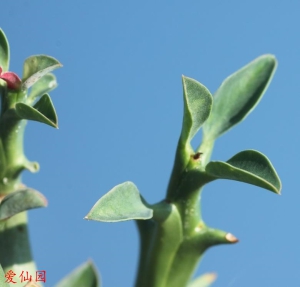 鬼栖木(Euphorbia hamata)