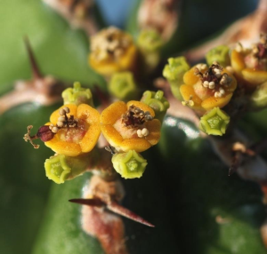 哈迪大戟(Euphorbia handiensis)