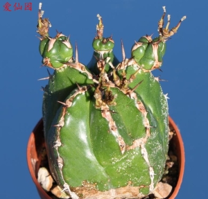 哈迪大戟(Euphorbia handiensis)