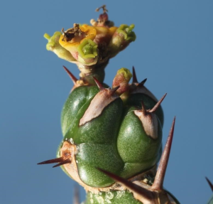 哈迪大戟(Euphorbia handiensis)