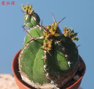 哈迪大戟(Euphorbia handiensis)