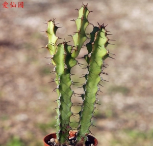 异色大戟(Euphorbia heterochroma)