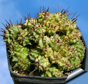 魁伟玉缀化(Euphorbia horrida f. monstruosa cristata)