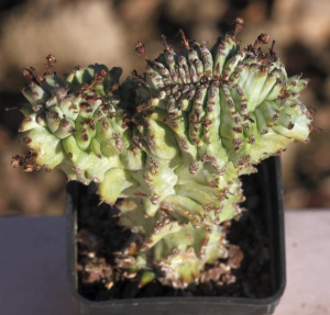 魁伟玉缀化(Euphorbia horrida f. monstruosa cristata)