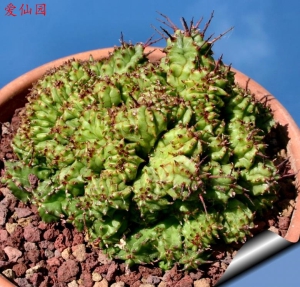 魁伟玉缀化(Euphorbia horrida f. monstruosa cristata)