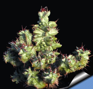 魁伟玉石化(Euphorbia horrida f. monstruosa)