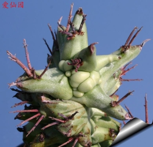 魁伟玉石化(Euphorbia horrida f. monstruosa)