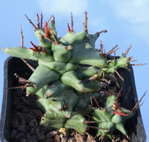 魁伟玉石化(Euphorbia horrida f. monstruosa)