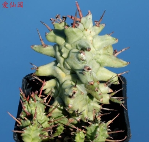 魁伟玉石化(Euphorbia horrida f. monstruosa)