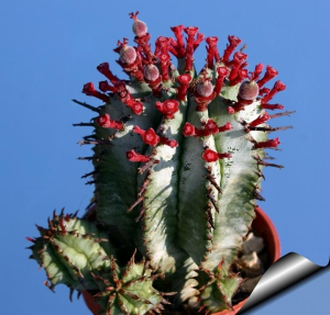 魁伟玉杂交种(Euphorbia horrida hybrid)