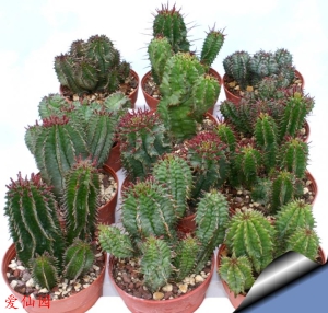 魁伟玉杂交种(Euphorbia horrida hybrid)