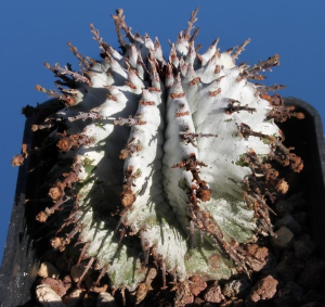 魁伟玉杂交种(Euphorbia horrida hybrid)