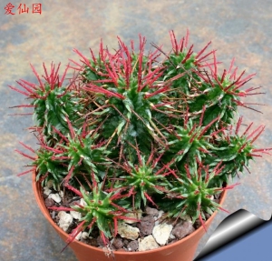 魁伟玉杂交种(Euphorbia horrida hybrid)