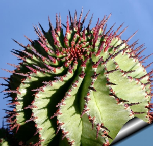 魁伟玉杂交种(Euphorbia horrida hybrid)