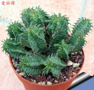 魁伟玉杂交种(Euphorbia horrida hybrid)