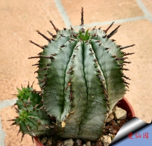 魁伟玉杂交种(Euphorbia horrida hybrid)