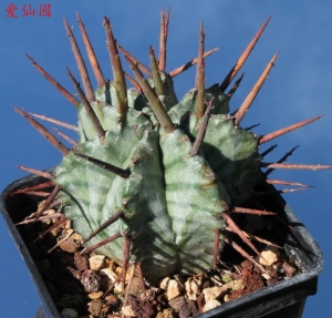 魁伟玉(Euphorbia horrida)