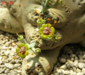 霍伍迪大戟(Euphorbia horwoodii)