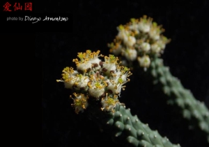 九头龙(Euphorbia inermis)