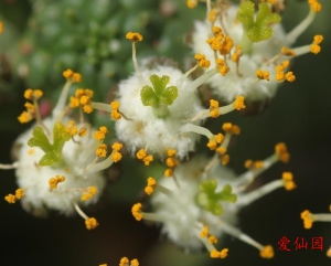 九头龙(Euphorbia inermis)