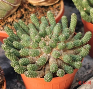 九头龙(Euphorbia inermis)