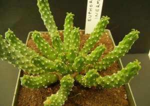 九头龙(Euphorbia inermis)