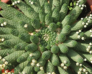 九头龙(Euphorbia inermis)