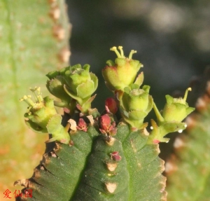 詹森大戟(Euphorbia jansenvillensis)