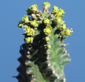 詹森大戟(Euphorbia jansenvillensis)