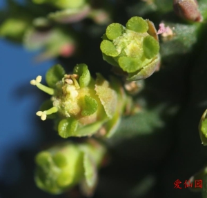 詹森大戟(Euphorbia jansenvillensis)