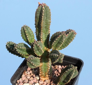 詹森大戟(Euphorbia jansenvillensis)