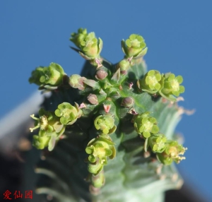 詹森大戟(Euphorbia jansenvillensis)