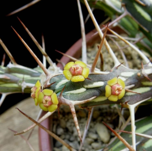 卡利萨那大戟(Euphorbia kalisana)