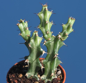 狗奴子麒麟(Euphorbia knuthii)