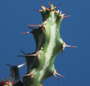 狗奴子麒麟(Euphorbia knuthii)