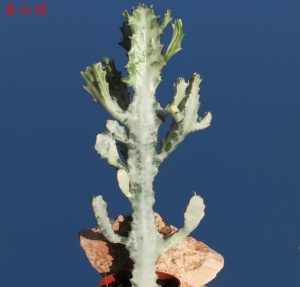 褶边扇白化种(Euphorbia lactea cv. White Ghost)