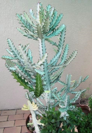 褶边扇白化种(Euphorbia lactea cv. White Ghost)