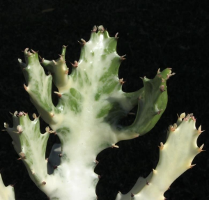 褶边扇白化种(Euphorbia lactea cv. White Ghost)