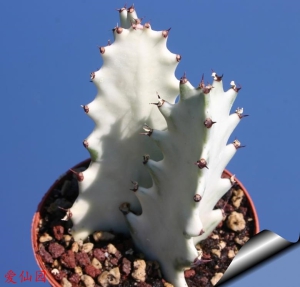 褶边扇白化种(Euphorbia lactea cv. White Ghost)